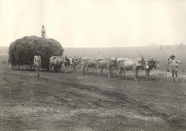 Fazenda Campo Alto