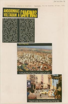 Andorinhas voltaram a Campinas