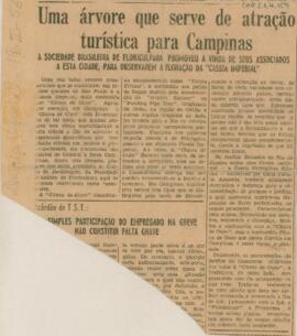 Uma árvore que serve de atração turística para Campinas