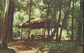 Bosque dos Jequitibás (quiosque)