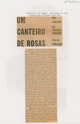 Um canteiro de rosas