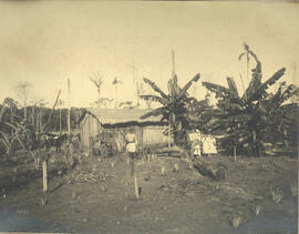 Núcleo Colonial Gavião Peixoto – Casa provisória de um colono no Lote nº 10
