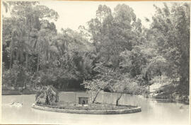 [Bosque dos Jequitibás – Lagoa]