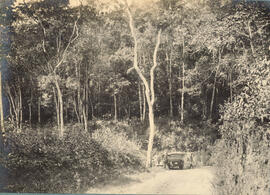 Floresta da Cantareira
