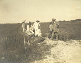 [Cultura de arroz – Fazenda Água Preta]
