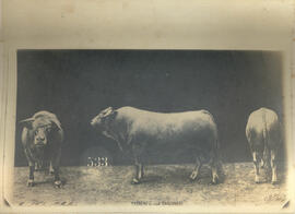 Taureau de race Caronnaise
